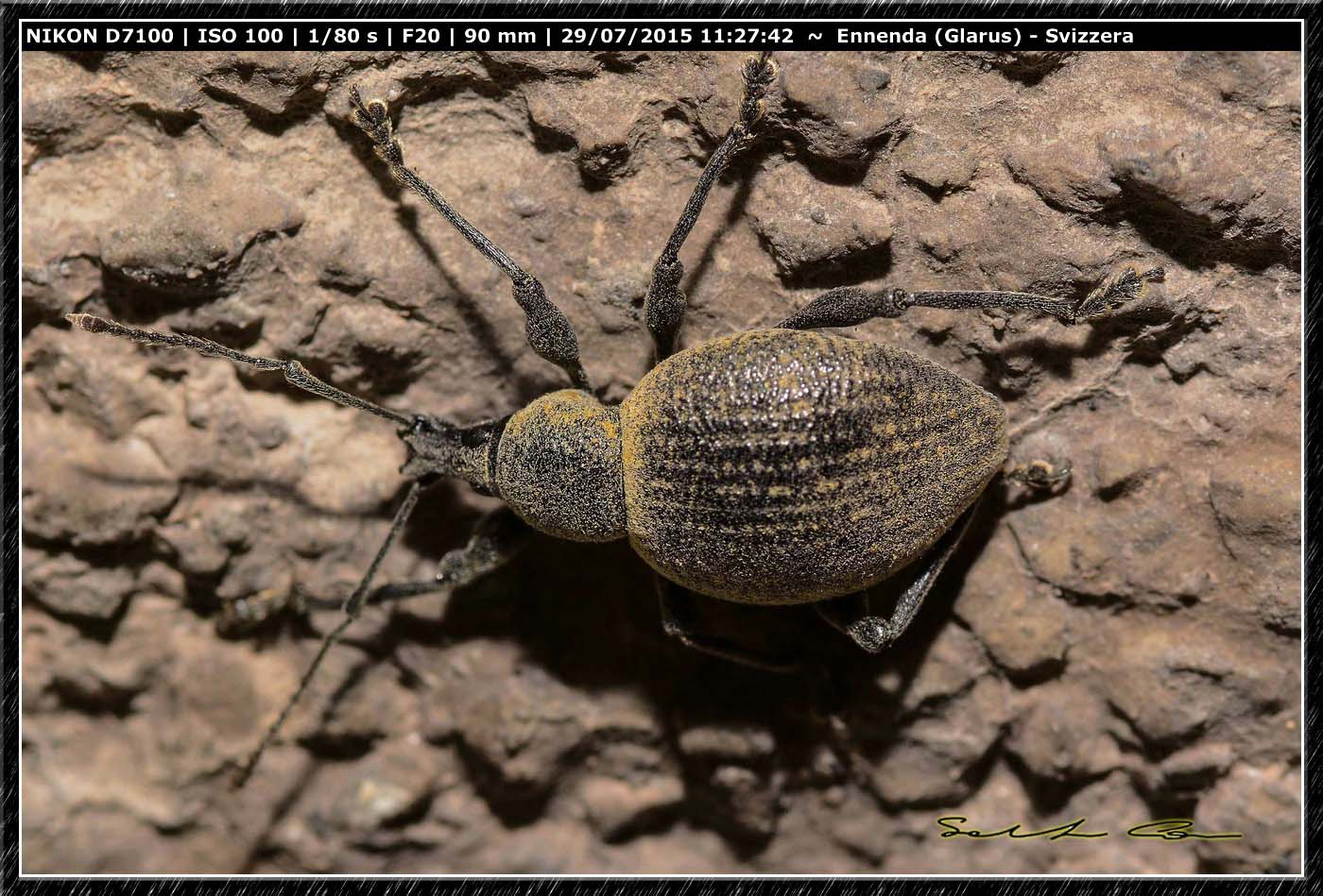 Curculionidae dalla Svizzera 4 - Otiorhynchus salicicola